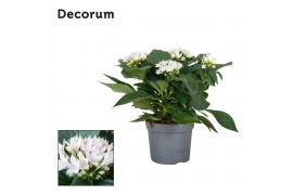 Pentas starcluster white Decorum