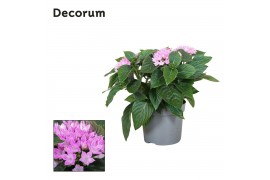 Pentas starcluster lavender Decorum