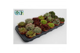 Sempervivum mix