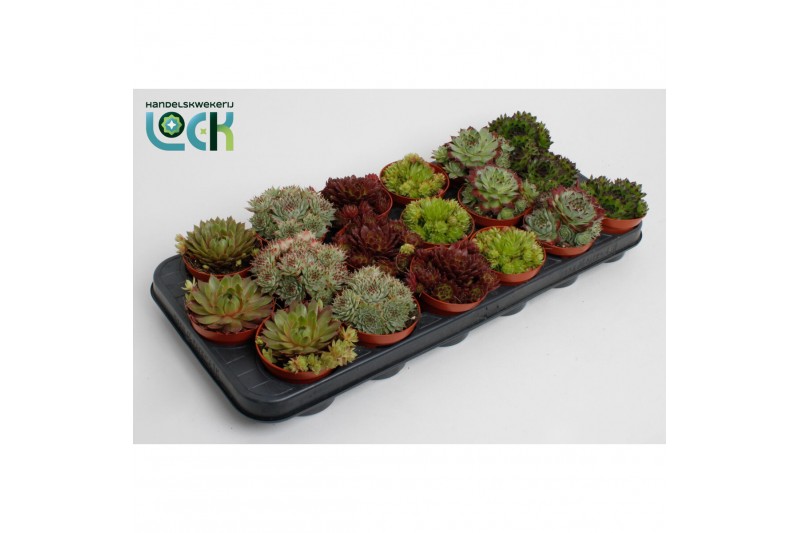 Sempervivum mix 
