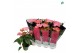 Anthurium andr. pink royal 5-7 bloem 
