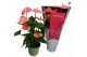 Anthurium andr. pink royal 5-7 bloem 
