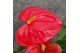 Anthurium andr. pink royal 5-7 bloem 