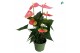 Anthurium andr. pink royal 5-7 bloem 