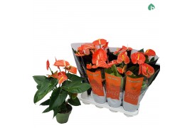 Anthurium andr. madural orange royal 5 bloem