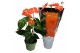 Anthurium andr. madural orange royal 5 bloem 