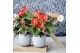 Anthurium andr. madural orange royal 5 bloem 