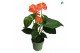 Anthurium andr. madural orange royal 5 bloem 