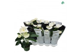Anthurium andr. alpine royal white