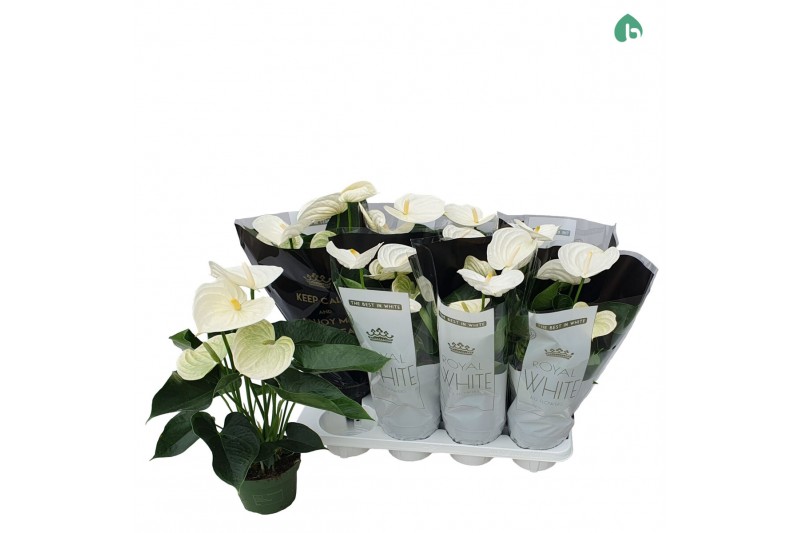 Anthurium andr. alpine royal white 