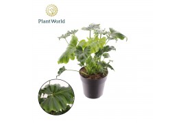 Philodendron Philodendron Atlantis 14cm 1 pp