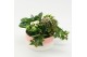 Arrangementen kamerplanten ESCR-2522W Essentials 4 pp 