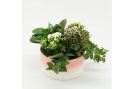 Arrangementen kamerplanten ESCR-2522W Essentials 4 pp