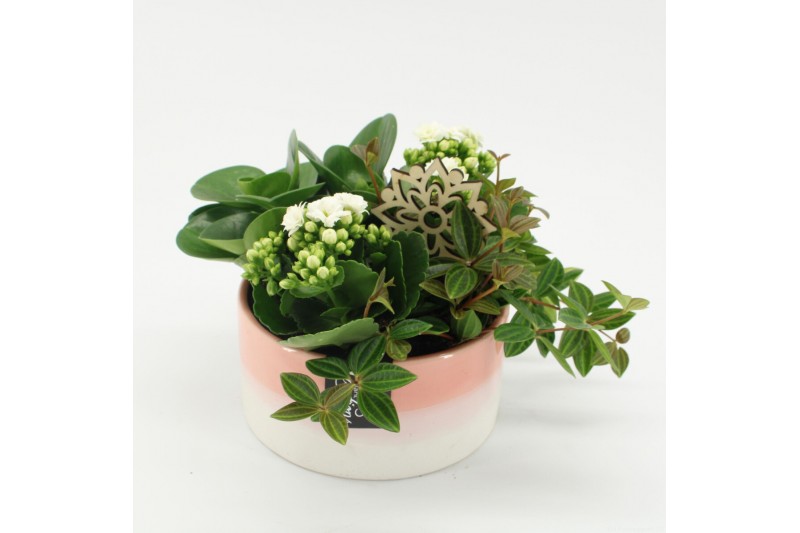 Arrangementen kamerplanten ESCR-2522W Essentials 4 pp 