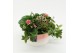 Arrangementen kamerplanten ESCR-2522RZ Essentials 4 pp 