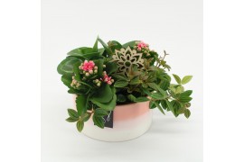 Arrangementen kamerplanten ESCR-2522RZ Essentials 4 pp
