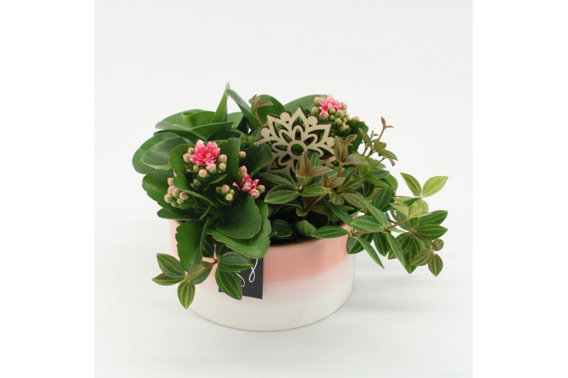 Arrangementen kamerplanten ESCR-2522RZ Essentials 4 pp 