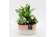 Arrangementen kamerplanten ESCR-2521W Essentials 3 pp 