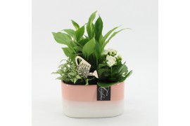 Arrangementen kamerplanten ESCR-2521W Essentials 3 pp