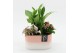 Arrangementen kamerplanten ESCR-2521RZ Essentials 3 pp 