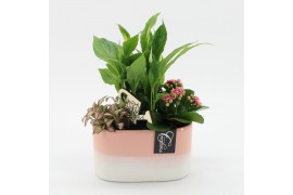 Arrangementen kamerplanten ESCR-2521RZ Essentials 3 pp