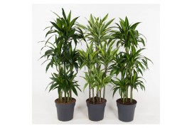 Dracaena mix 90-carrousel