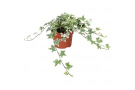 Hedera helix eva 9pp - 20-25cm Rank