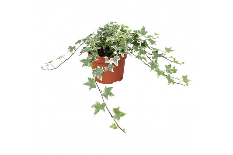 Hedera helix eva 9pp - 20-25cm Rank 