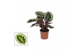 Calathea shinestar