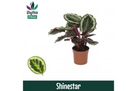 Calathea shinestar - Rhythm of Nature
