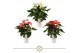 Anthurium andr. mix 20 3 kleuren 