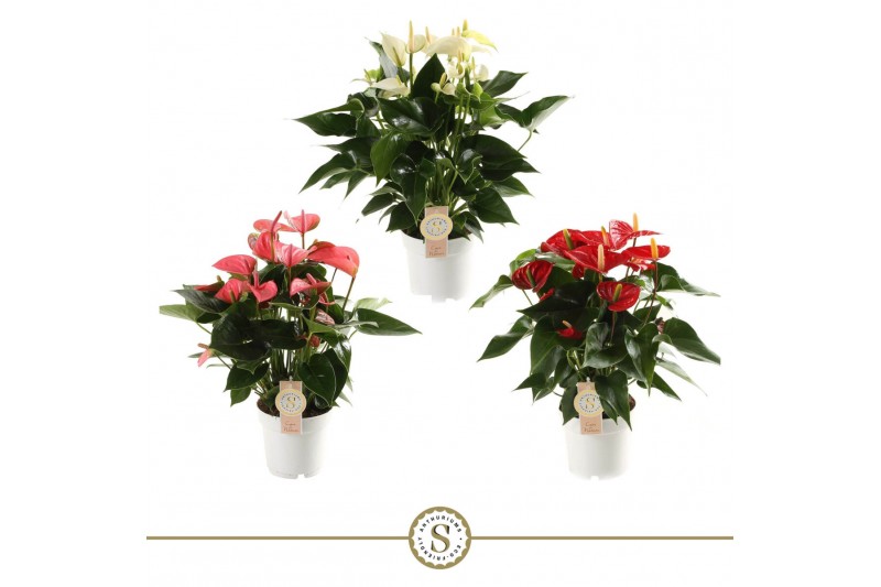 Anthurium andr. mix 20 3 kleuren 