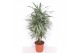 Dracaena fragr. der. white stripe 