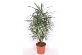 Dracaena fragr. der. white stripe
