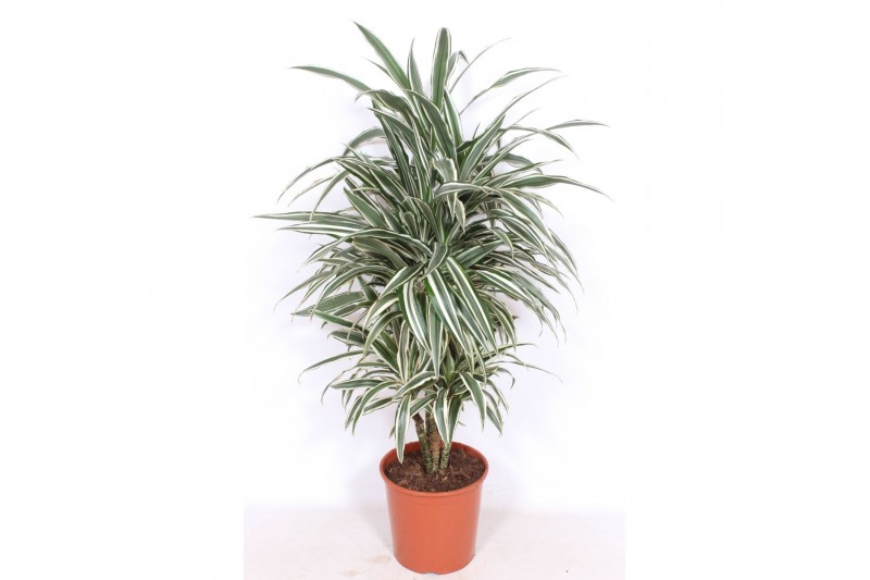 Dracaena fragr. der. white stripe 