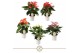 Anthurium andr. mix 5 kleuren 