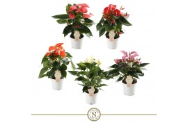 Anthurium andr. mix 5 kleuren