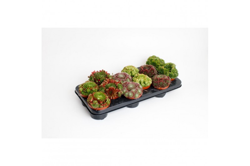 Sempervivum mix 