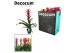 Guzmania mix Maxima XXL mix 