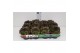 Sempervivum Boekarest 