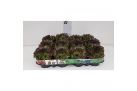 Sempervivum Boekarest