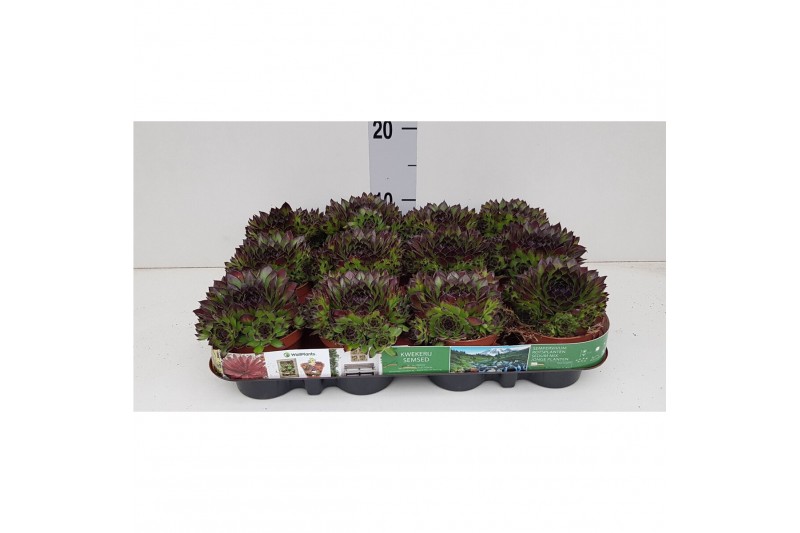 Sempervivum Boekarest 