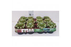 Sempervivum "Venice"