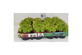 Sempervivum sempervivum "Jovibarba"  kleur - kikker groen Groen