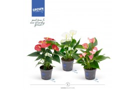 Anthurium andr. mix Grandiflora FanMix
