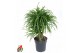 Dracaena reflexa anita variegata vertakt 