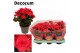 Begonia elatior du. serena paars decorum 