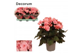 Begonia elatior du. move 2 joy pink decorum