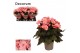 Begonia elatior du. move 2 joy pink decorum 