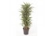 Dracaena fragr. der. warneckei vertakt 